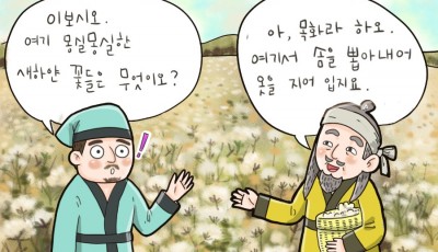 뜻밖에 목화송이를 만나다